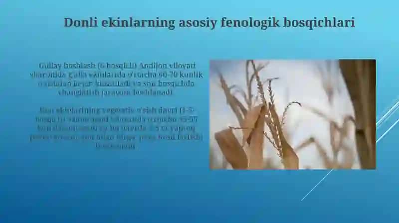 Fenologik kuzatishlar va tahkikotlar 4