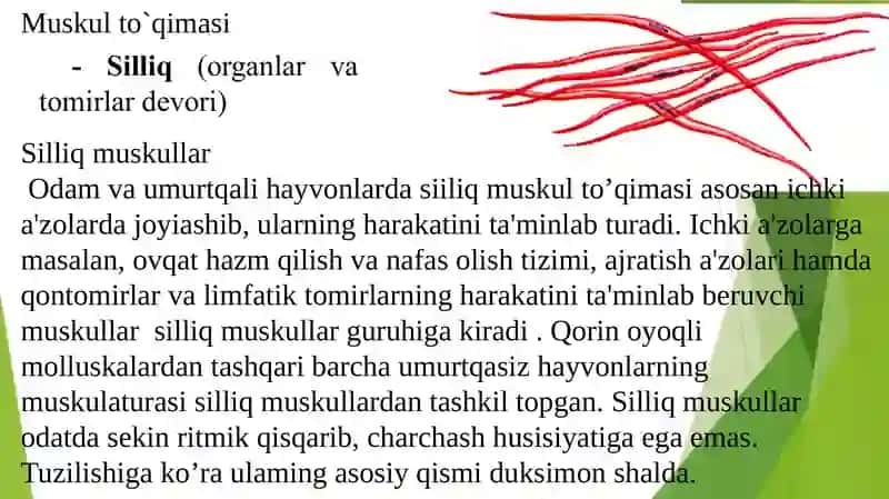 Muskullar haqida umumiy ma'lumot 4