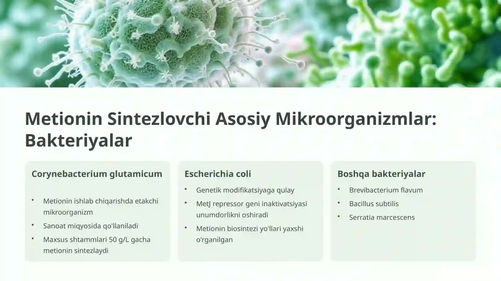 Metionin aminokislota sintezlovchi mikroorganizmlar 4