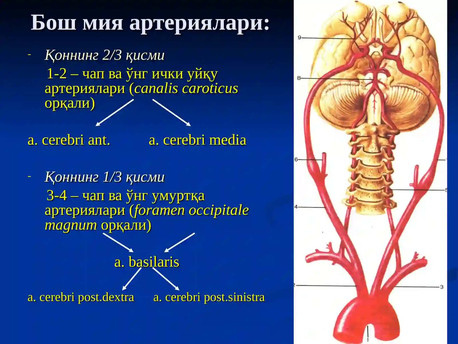 КАЛЛА ВА БОШ МИЯНИНГ ЖАРРОҲЛИК АНАТОМИЯСИ 4