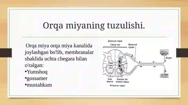 orqa miya harakatlantiruvchi neyronlarining turlari 4