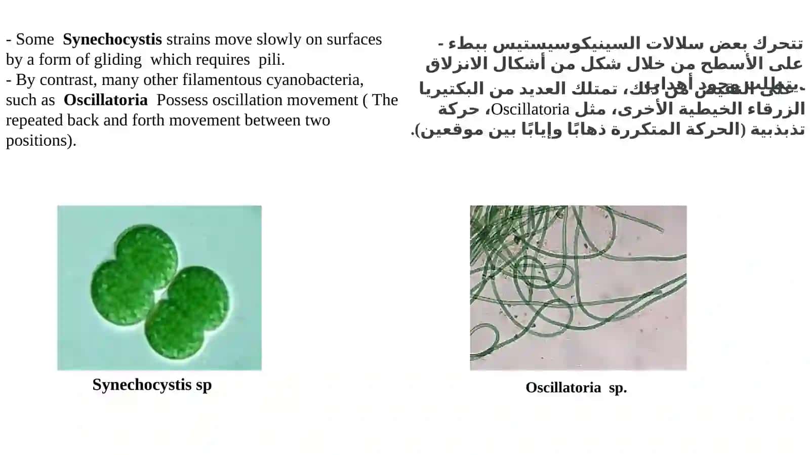 Cyanophyta (Blue –green algae) 4