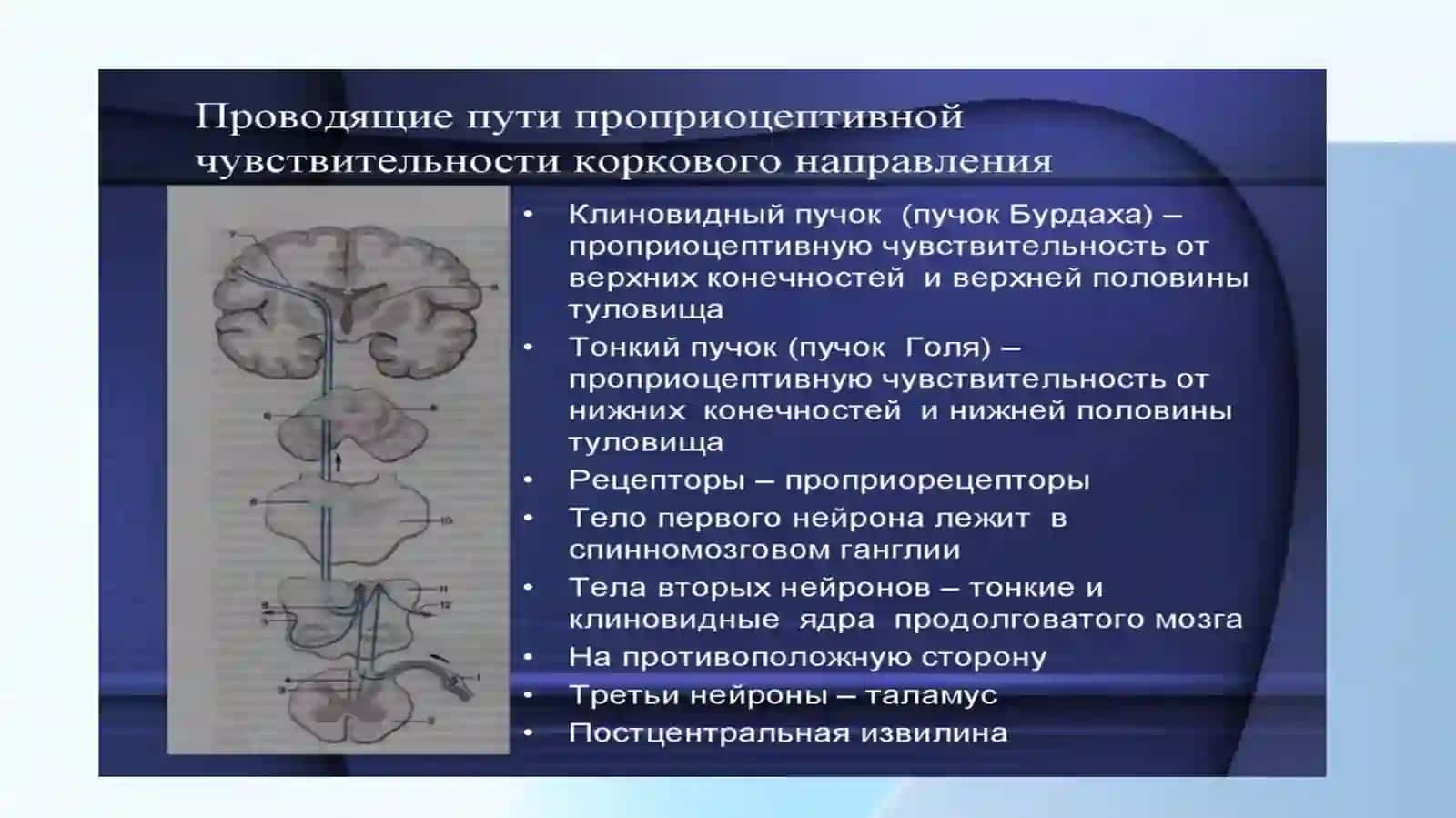 Проводящие пути спинного и головного мозга 4
