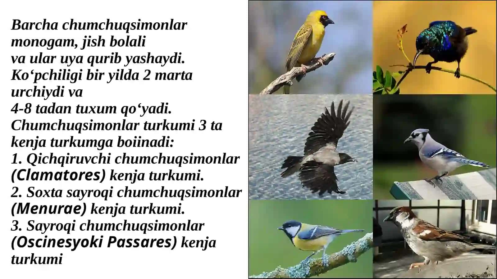 Chumchuqsimonlar turkumi va ularning biologik xususiyatlari 4