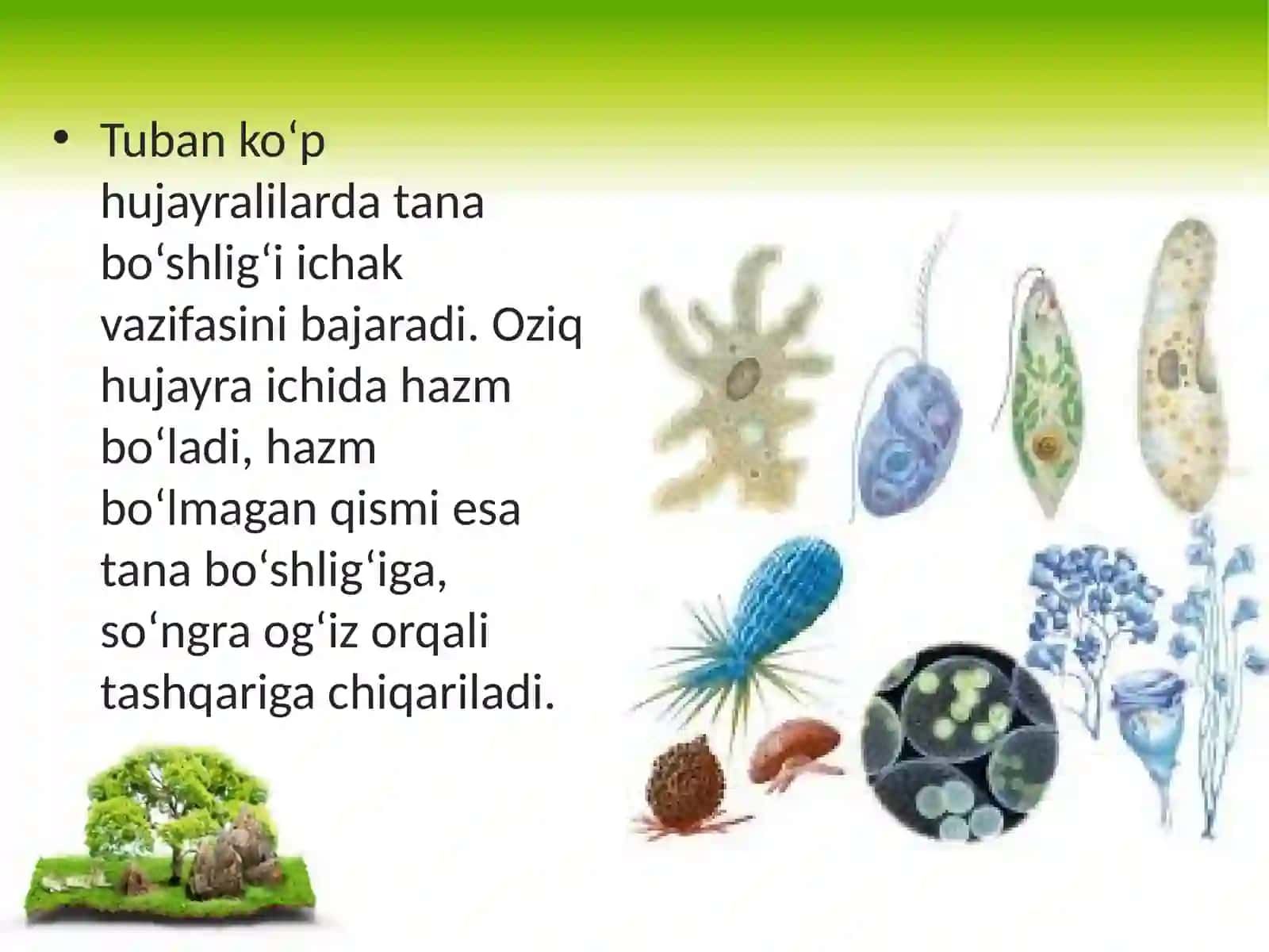 11-sinf Biologiya fanidan dars ishlanma. Hayvonlarning hazm qilish organlari evolutsiyasi 4