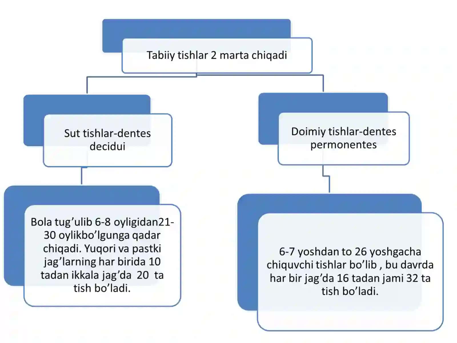 Tishlarni anatomik va gistologik tuzilishi 4