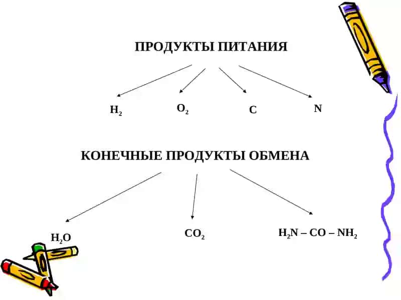 БИОЛОГИЧЕСКИЕМЕМБРАНЫ 4