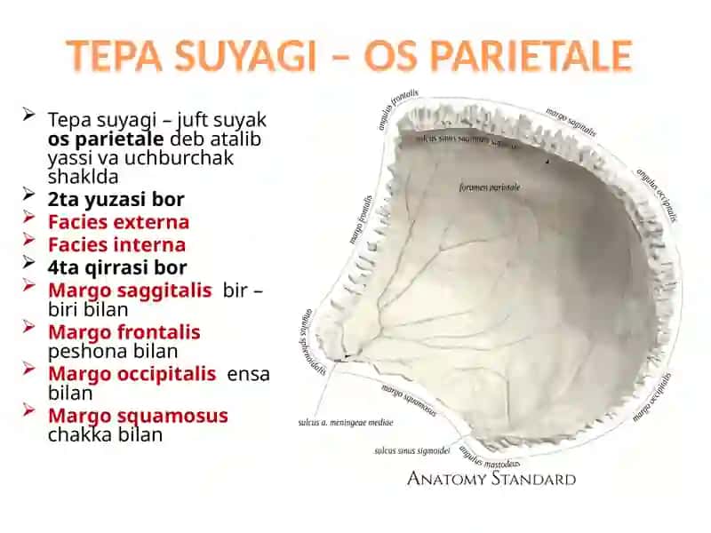 OSTEOLOGIYA 4