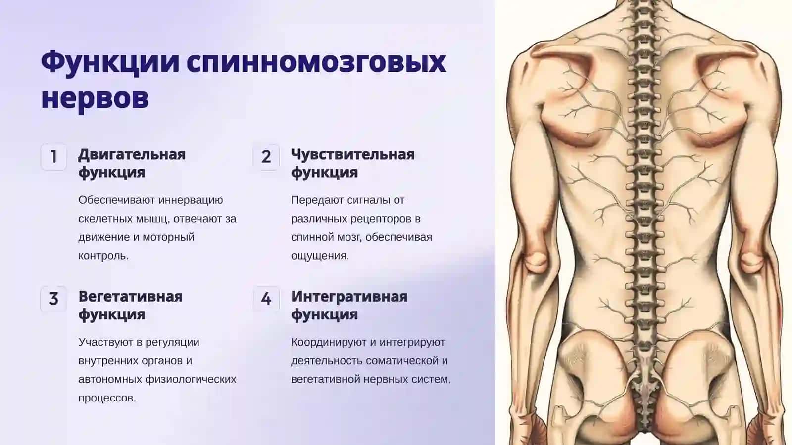 Спинномозговые нервы и их роль 4