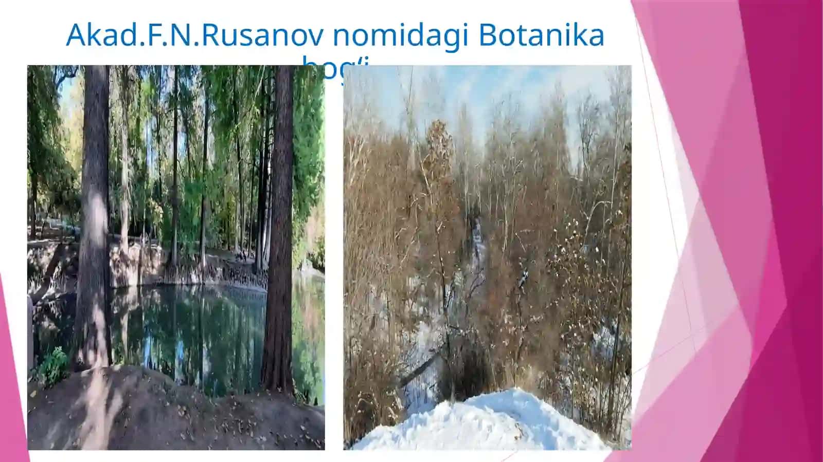 O‘zbekiston florasi 4