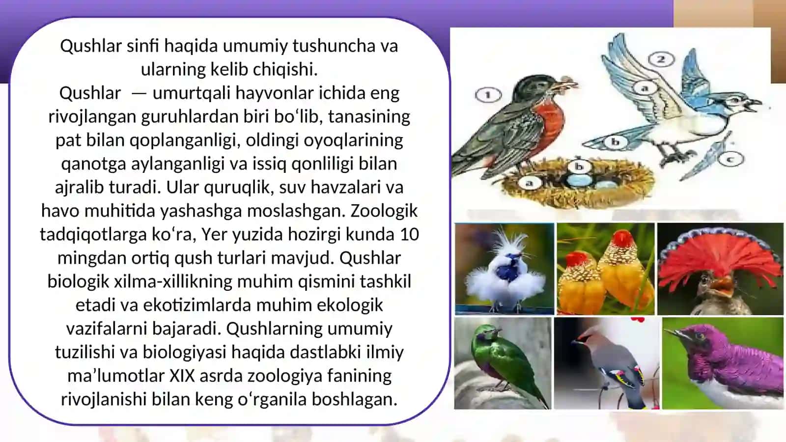 Qushlar sinfining umumiy tavsifi va sistematik shakli 4