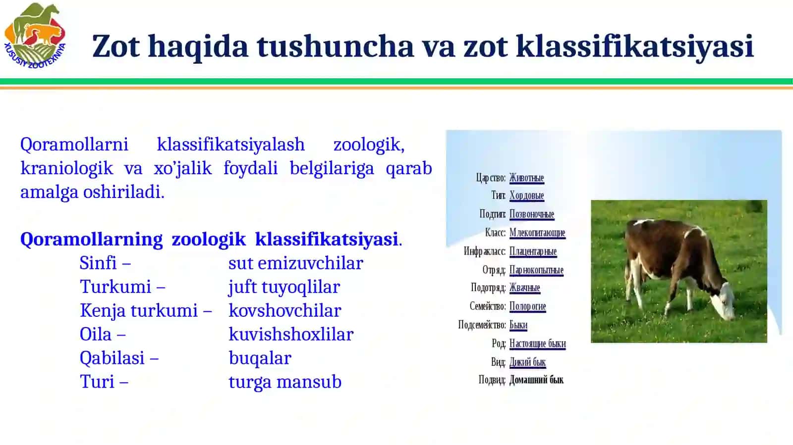 Qoramolchilik. Qoramollarni klassifikatsiyasi, biologik xususiyatlari va zotlari 4