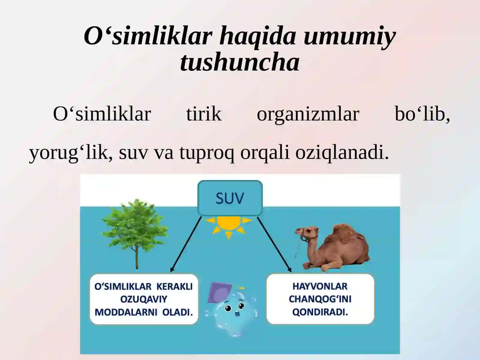 Turli yosh guruhlarida tabiat burchaklarini tashkil etishga tavsiya etiladigan o‘simliklar va hayvonlar 4