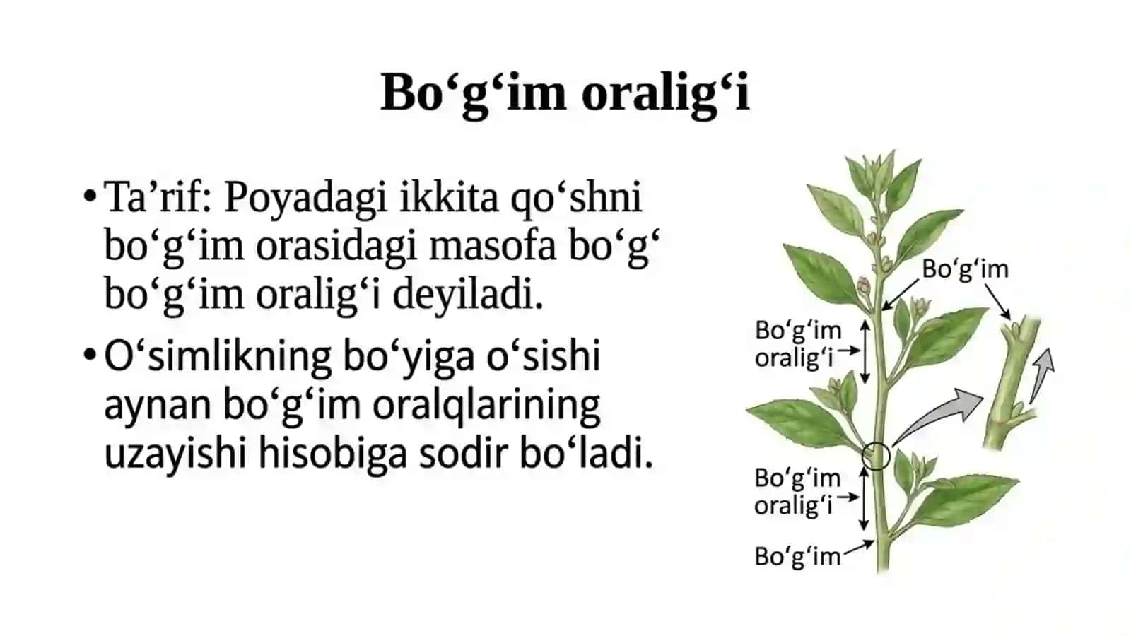 Novda va uning tuzilishi 4