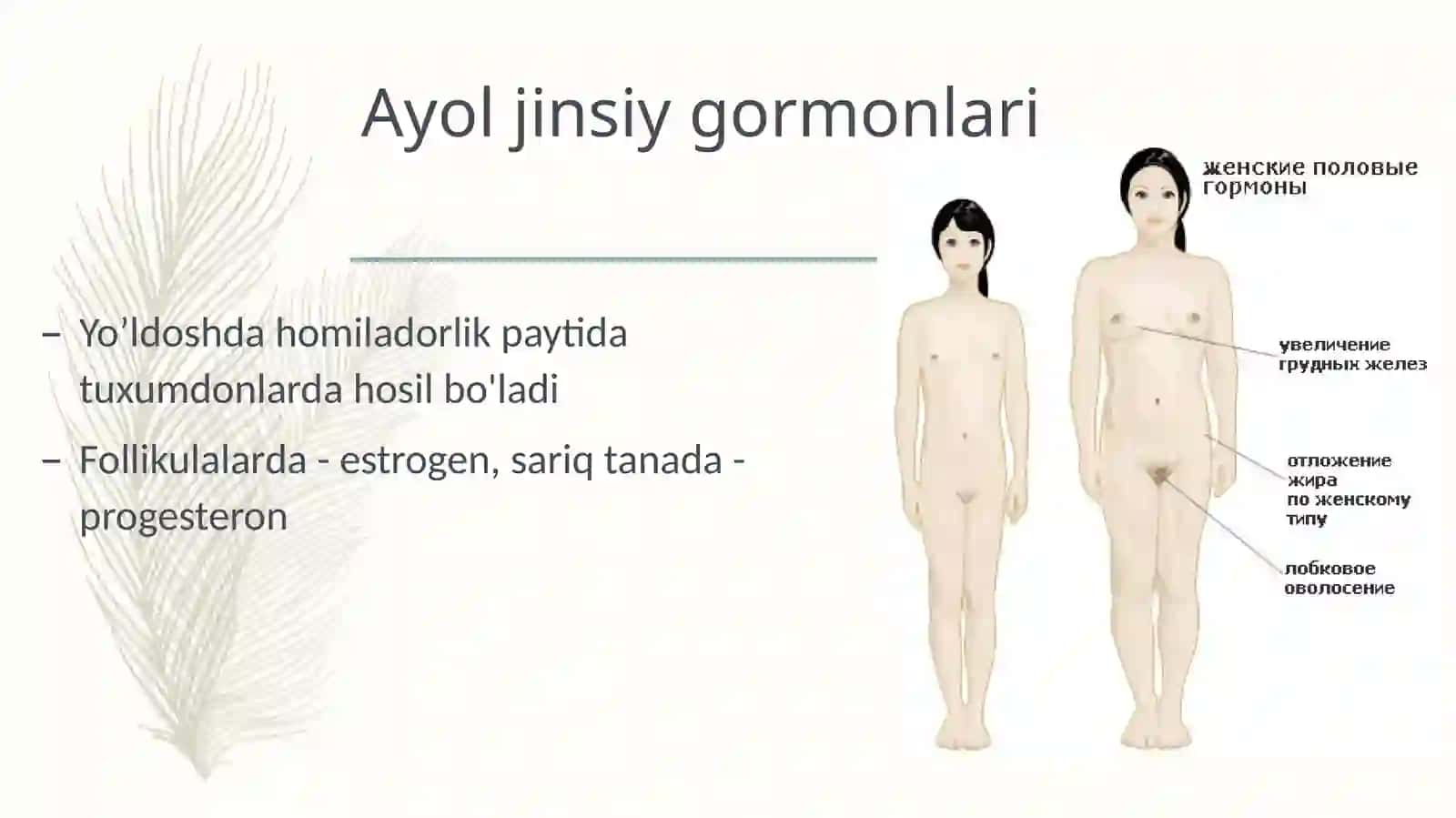 Ayol jinsiy gormonlari 4