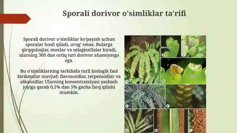 Sporali o'simliklar va ularning dorivorlik xususiyatlari 4