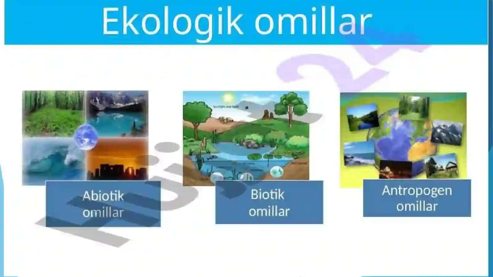 EKologik omillar va ularning organizmga ta'siri 4