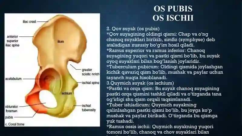 anatomiya oyoq suyaklari 4