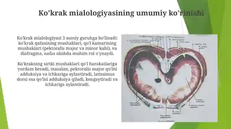 Anatomiya miyalogiya Koʻkrakni yuza va autoxton mushaklar Diafragma Koʻkrak autoxon mushaklar 4