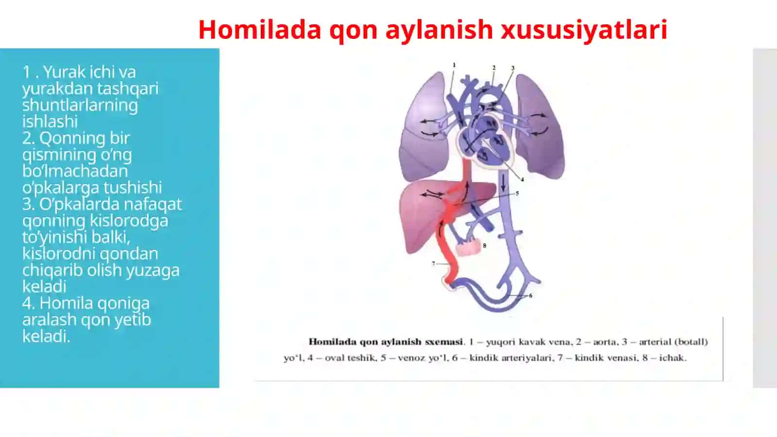 Bola rivojlanishida yurak hajmini o’zgarishi, yurak bo’shlig’i kengligi bilan qon tomirlar nisbati, ularning gemodinamik ko’rsatgichlarning ahamiyati 4