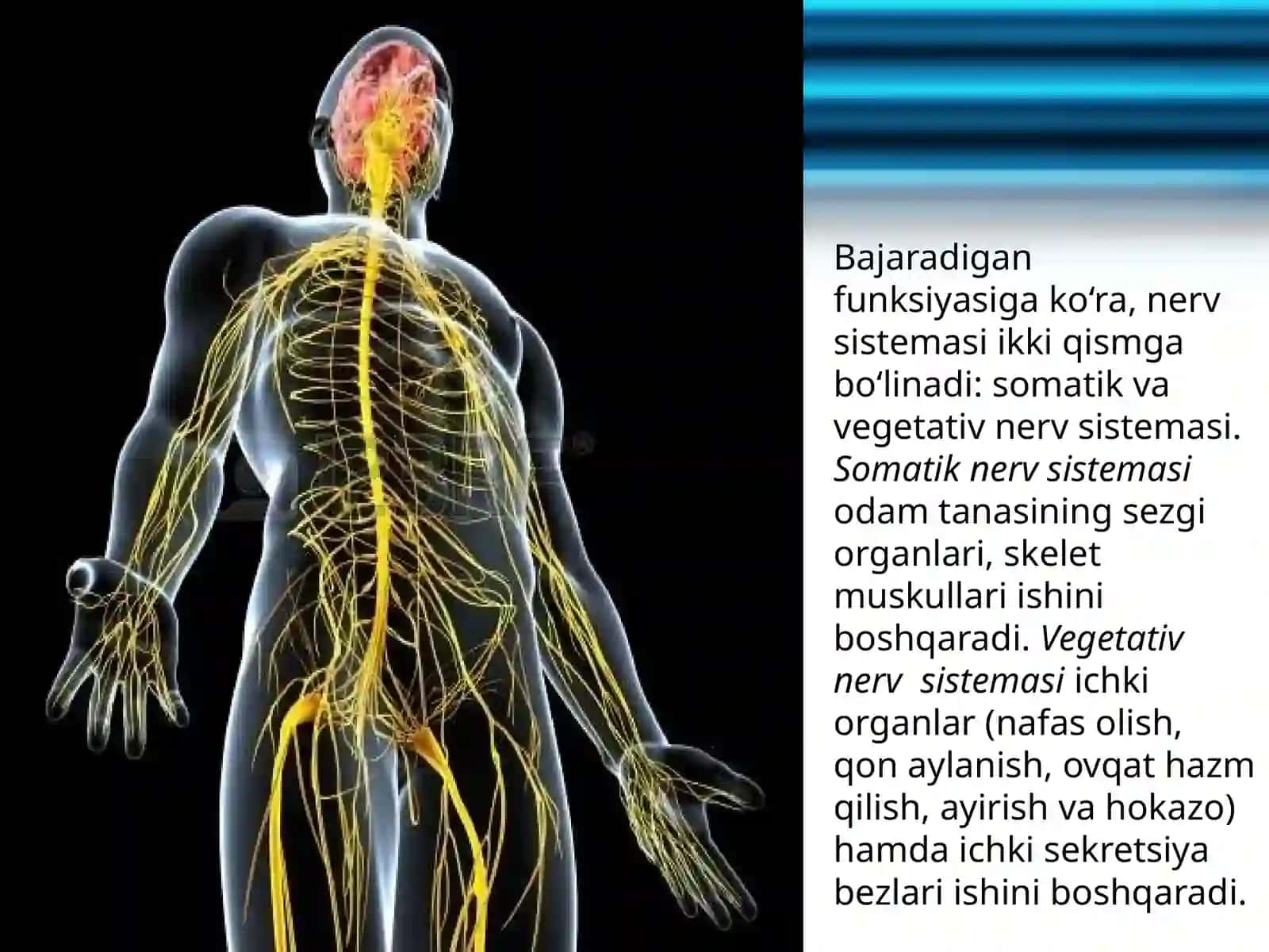 Nervsistemasining ahamiyati va tuzilishi 4
