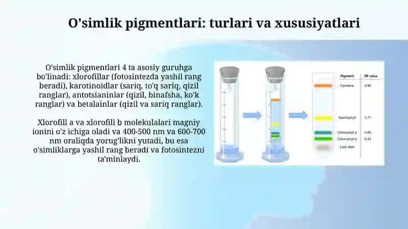 Oʻsimlik pigmentlarini kolonkali xromotografiya usulida aniqlash 4
