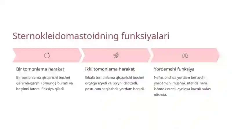 Bo'yin mushaklari: Sternokleidomastoid va Trapetsiya 4