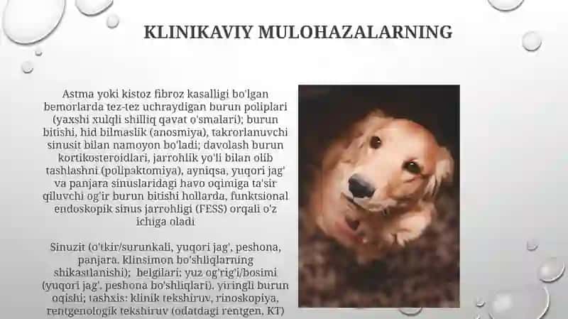 Burun va uning yondosh bo'shliqlari 4