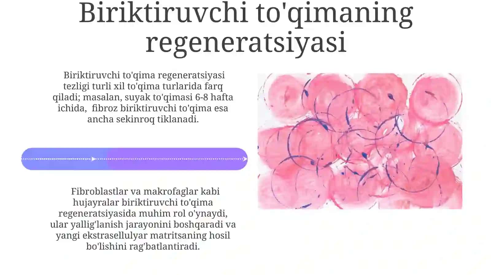 Retikulyar tolalar 4