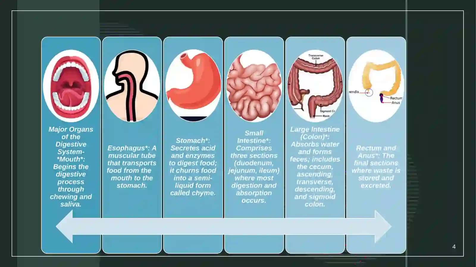 Introduction to the Digestive System 4