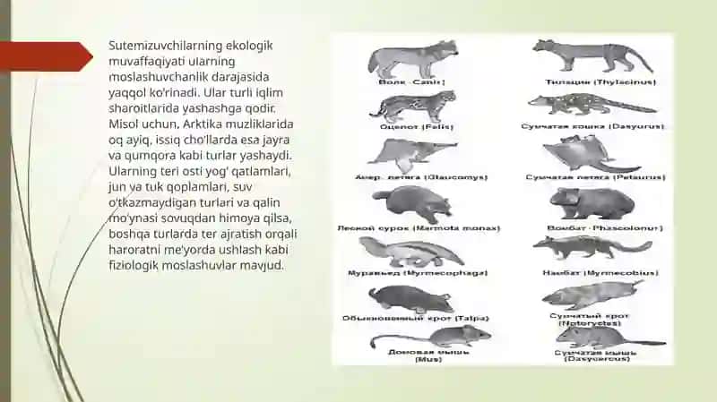 O’zbekiston “Qizilkitob”iga kirtilgan sutemizuvchi hayvonlar 4