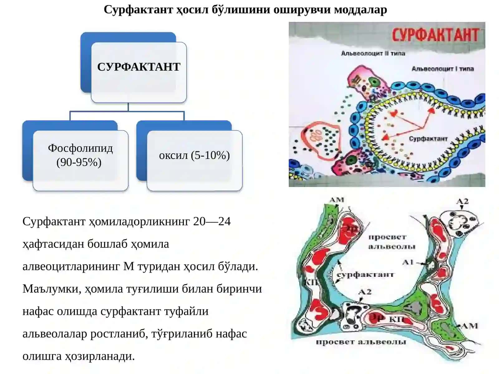 Нафас тизими фаолиятига таъсир этувчи дори воситалари 4