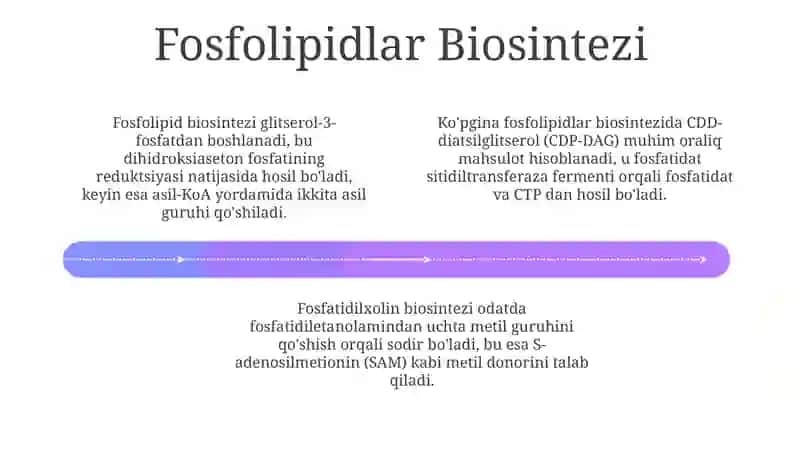 Fosfolipidlar: Tuzilishi va Asosiy Sinfllari 4