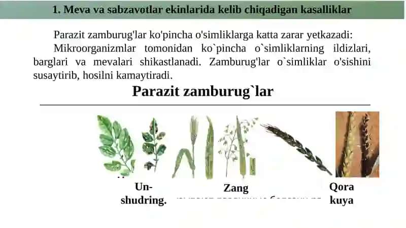 Meva va sabzavot ekinlarida zamburugʻlarning ta’siri 4