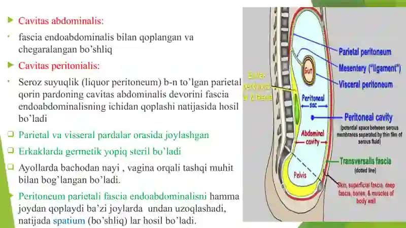 Qorin pardaning tuzilishi va uning qorin bo‘shlig‘i a’zolariga munosabati. Sinuslar, xaltalar, cho‘ntaklar, ularning jarrohlik amaliyotidagi ahamiyati 4