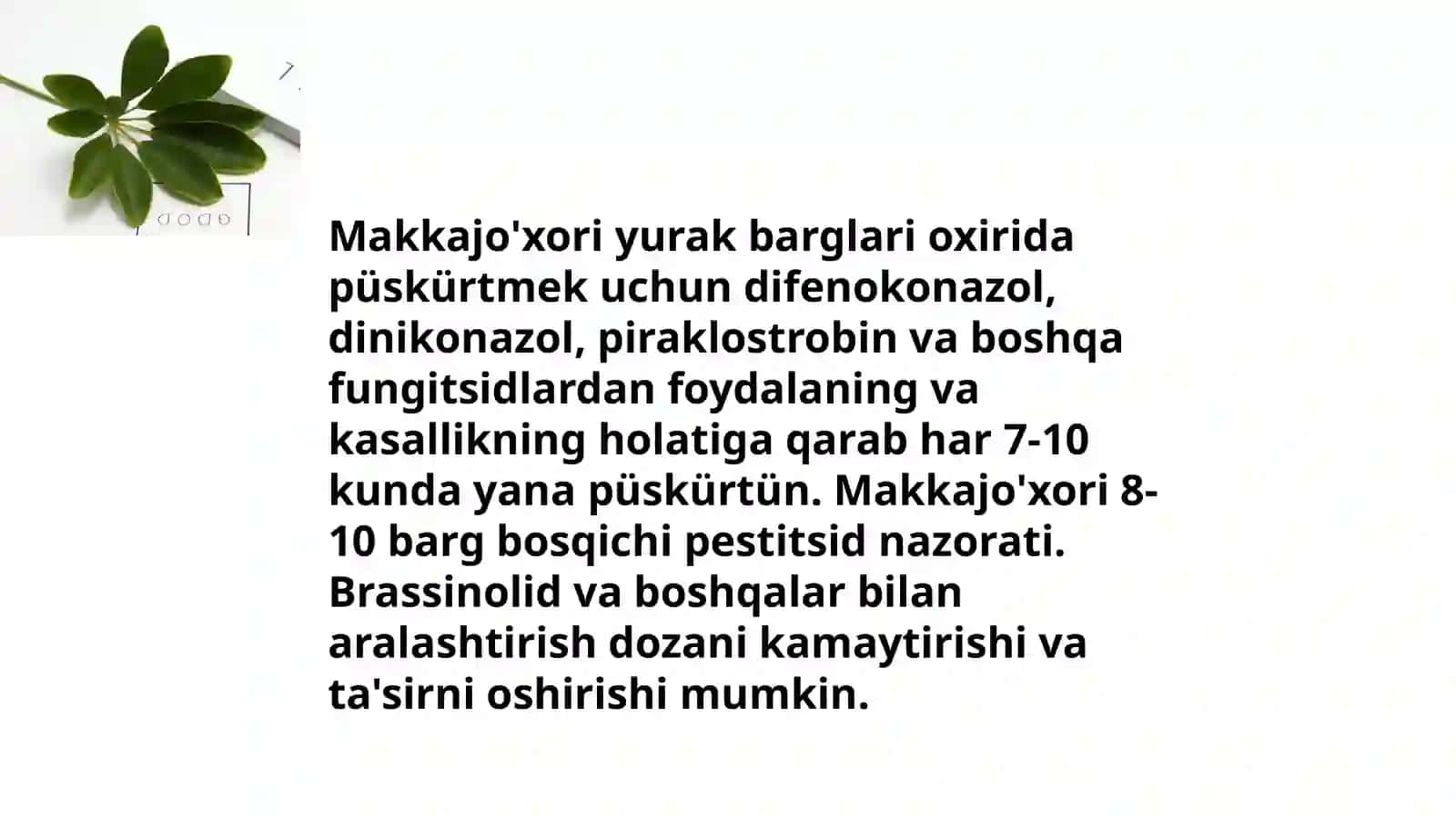 Makkajo'xori kasalliklari qo'zg'atuvchilari morfologik o'rganish 4