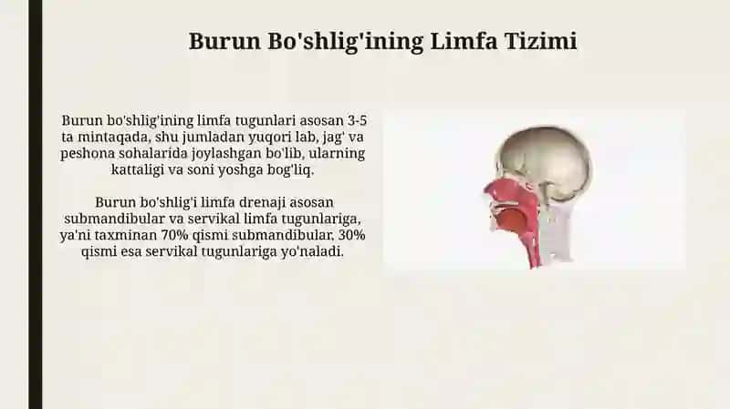 Burun Teshiklari (Nares) 4