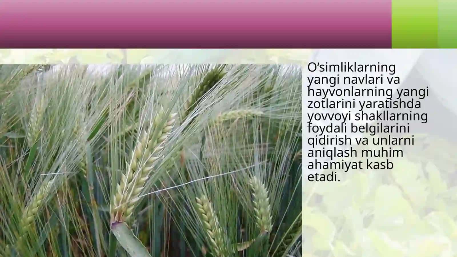Madaniy oʻsimliklarning kelib chiqish markazlari 4