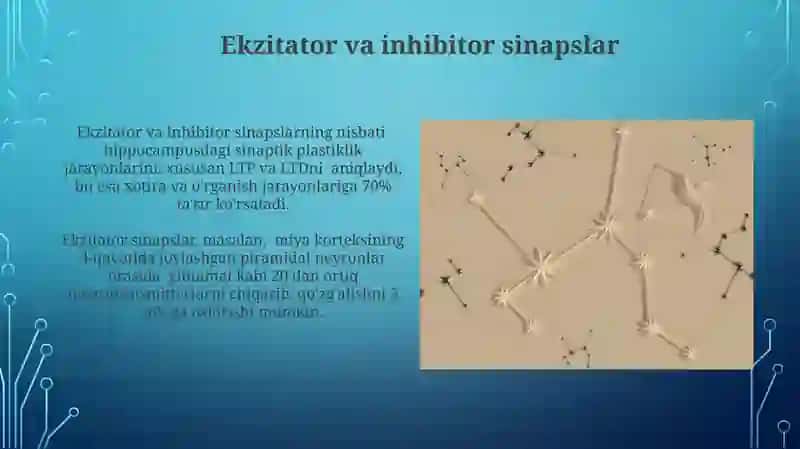 Sinapslar va snapitik jarayonlar 4