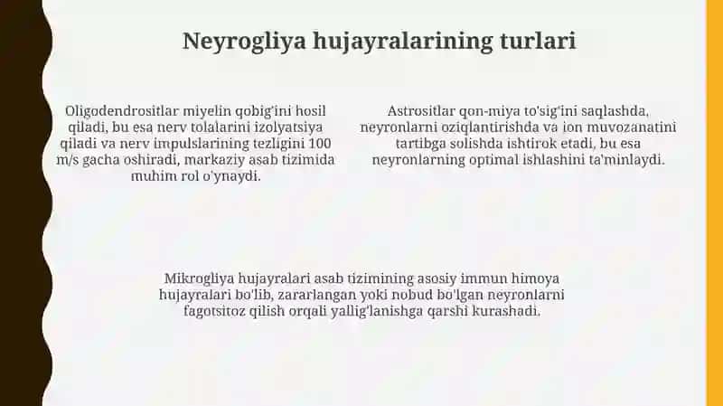 Neyrogliya hujayralarining xillari va funksiyalari 4
