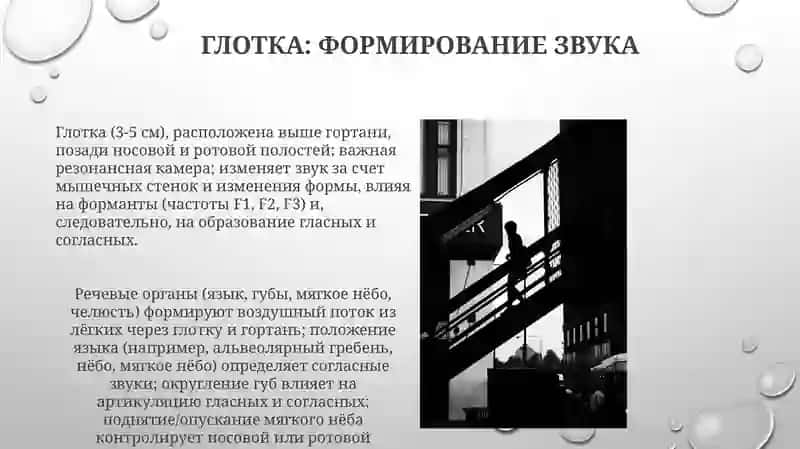 Устройство речевого аппарата и роль органов речи в звукопроизводстве 4