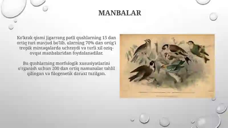 Ko'kraktojli qushlar katta turkumi 4