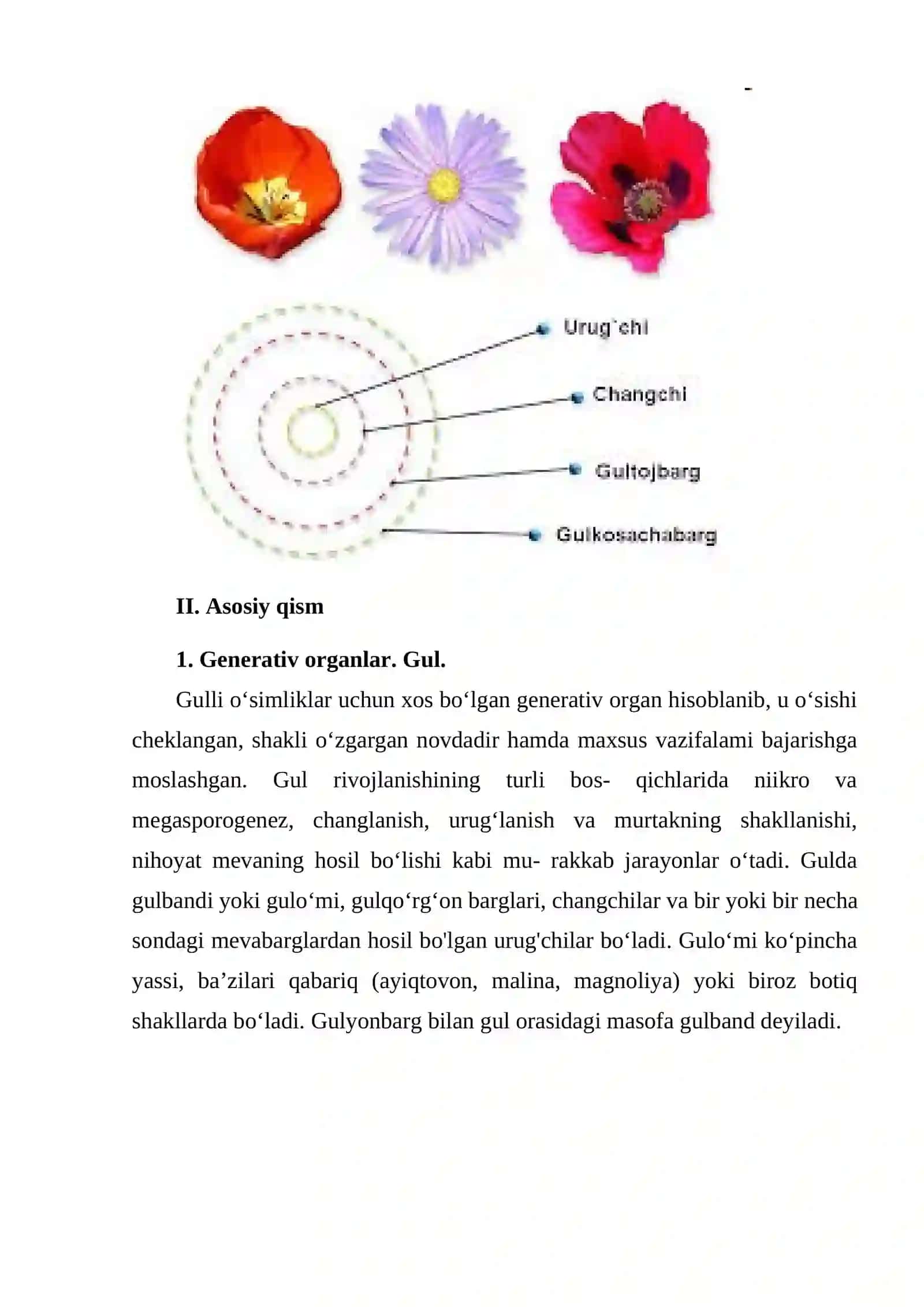 Gul. Gulning tuzilishi. Androtsey va ginetsey 4