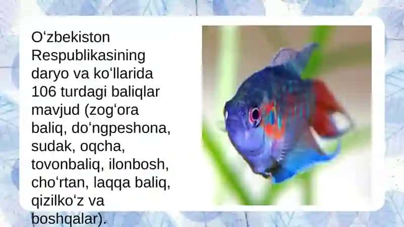 UMUMIYHOVUZ RESURSLARI:TIJORAT UCHUN FOYDALI BALIQCHILIK 4