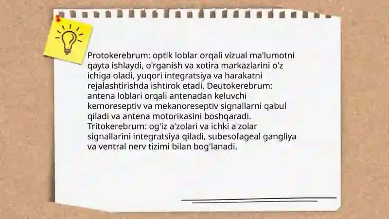 Hasharotlarni nerv sistemasi va uning funksiyasi 4
