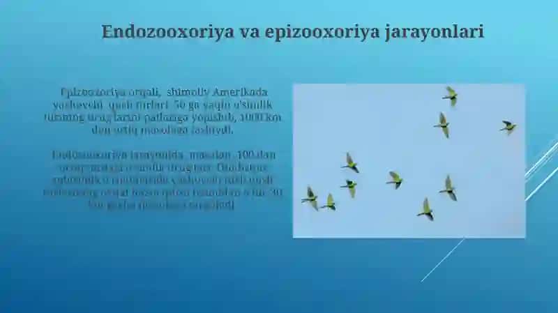 Oʻsimlilarni qushlar yordamida tarqalishi 4
