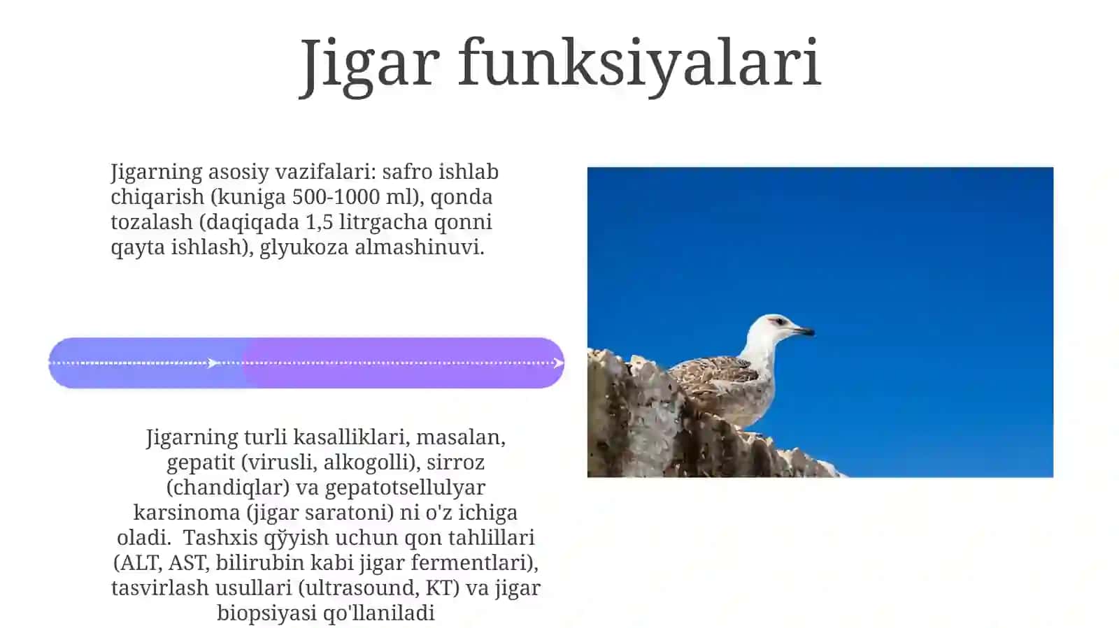Jigar 4