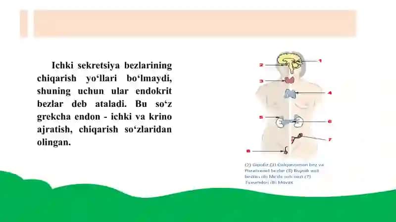Ichki sekretsiya bezlari va qandli diabet kasalligi 4