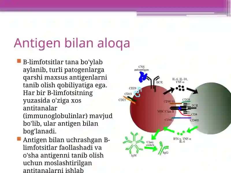 B-bo'g'inli immunitet (yoki gumoral immunitet) 4