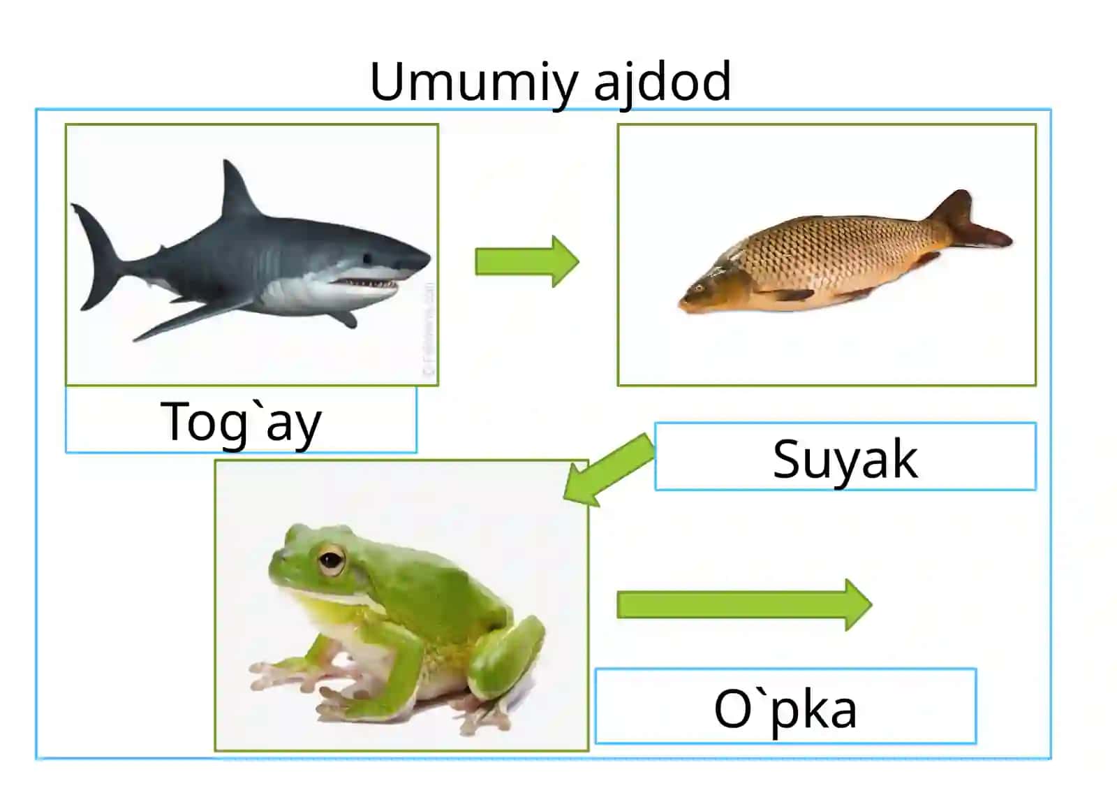 Umurtqa li hayvonlar misolida aromorfoz, idio adaptatsiyalar 4